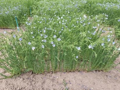 Click for 1 image(s) for this accession.